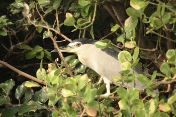 Black-crowned Night Heron 船形 Sat, 10/20/2018