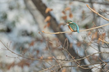 Wed, 12/20/2023 Birding report at 大沼公園(北海道七飯町)