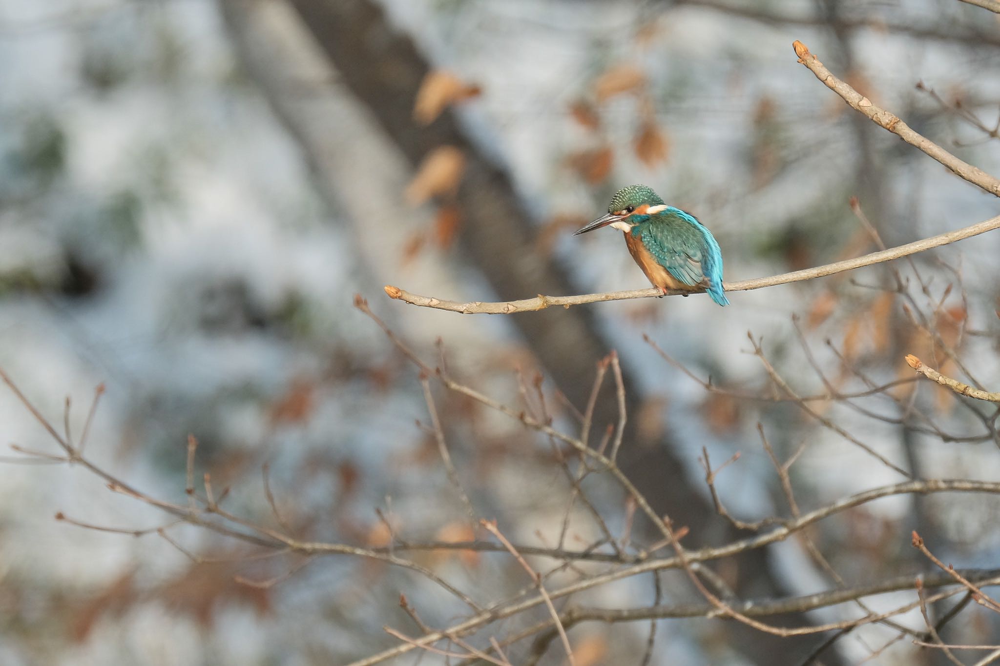 Photo of Common Kingfisher at 大沼公園(北海道七飯町) by aka13554