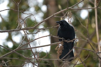 Carrion Crow 北海道　七飯町 Wed, 12/20/2023