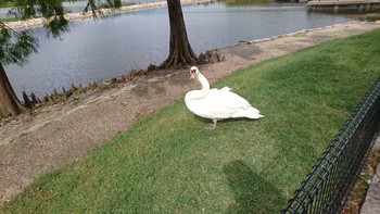 Mute Swan 兵庫県 Unknown Date