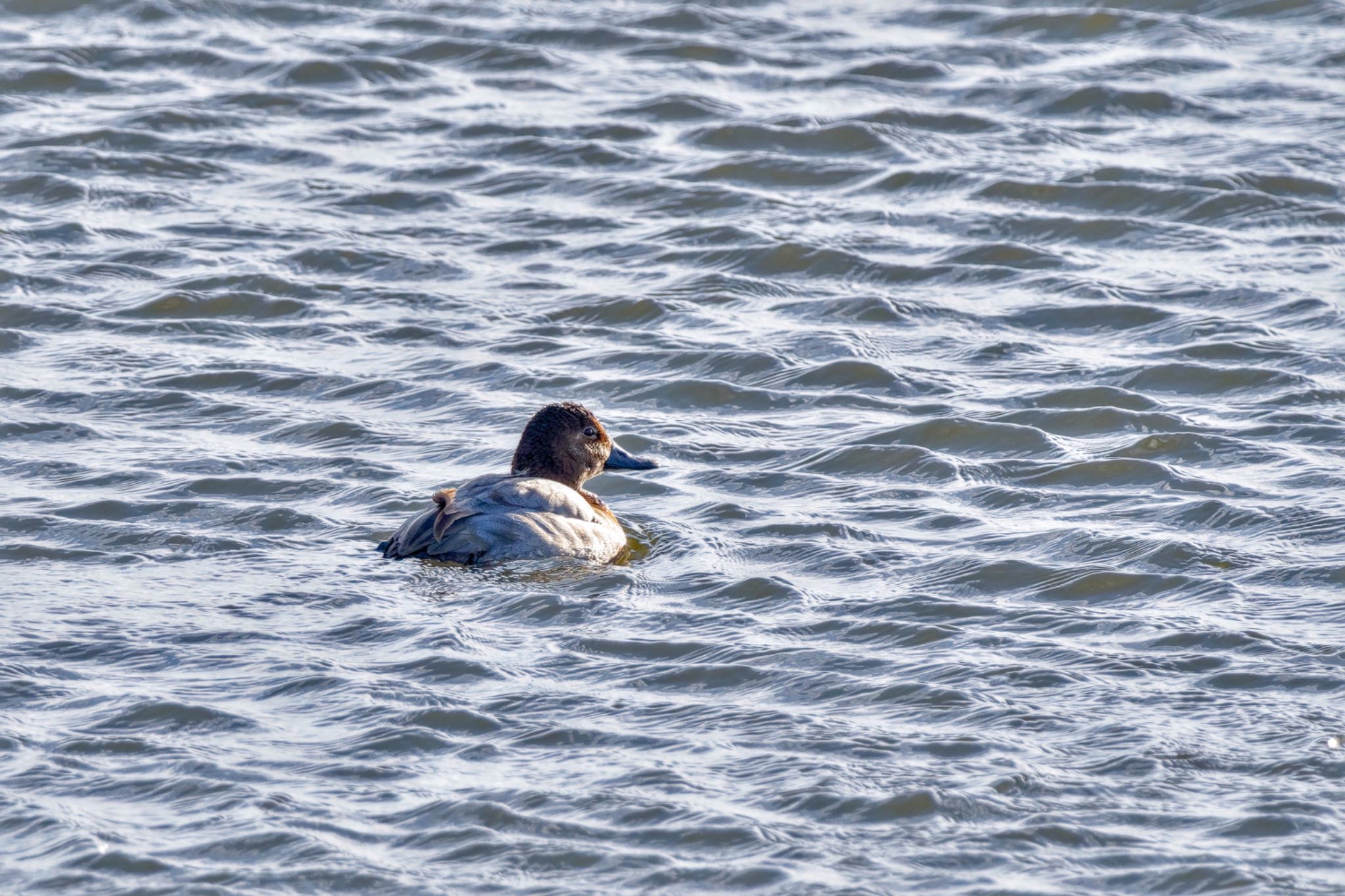 Common Pochard