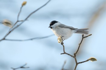 ハシブトガラ 大沼公園(北海道七飯町) 2023年12月20日(水)