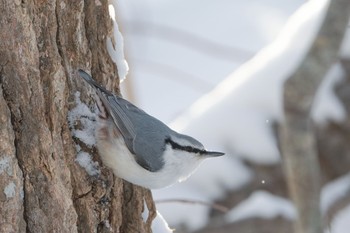 Eurasian Nuthatch(asiatica) 大沼公園(北海道七飯町) Wed, 12/20/2023