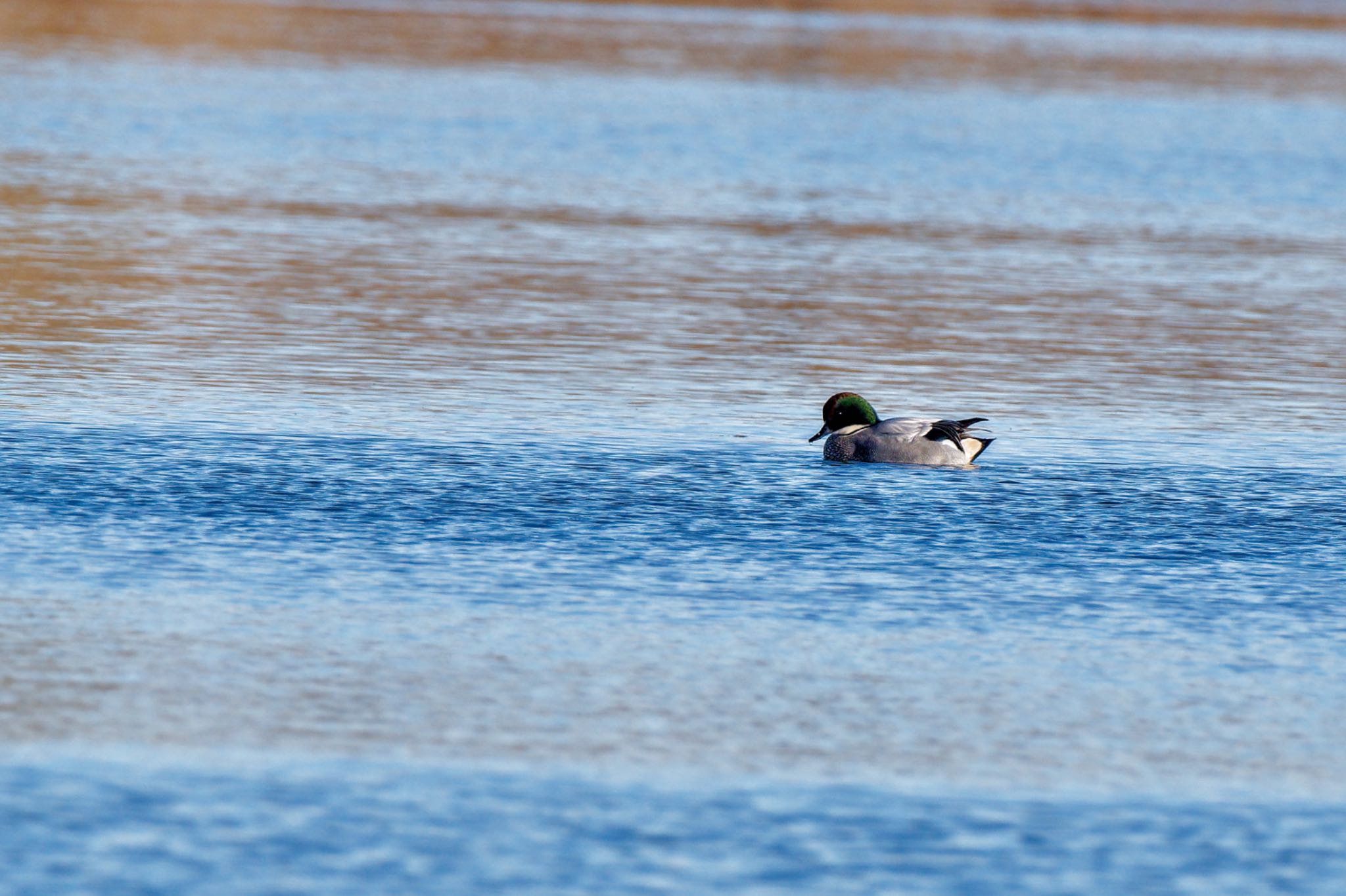 Falcated Duck