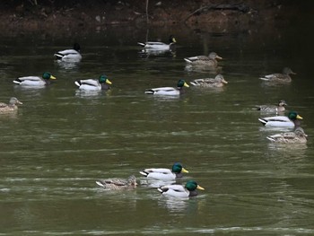 マガモ くまもと野鳥の森 2023年12月21日(木)