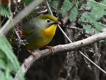 ソウシチョウ くまもと野鳥の森 2023年12月21日(木)