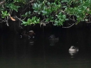 Thu, 12/21/2023 Birding report at くまもと野鳥の森