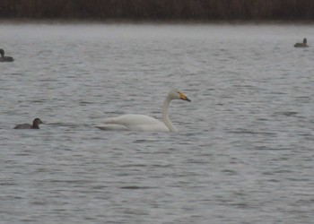 オオハクチョウ 米子水鳥公園 2022年1月5日(水)