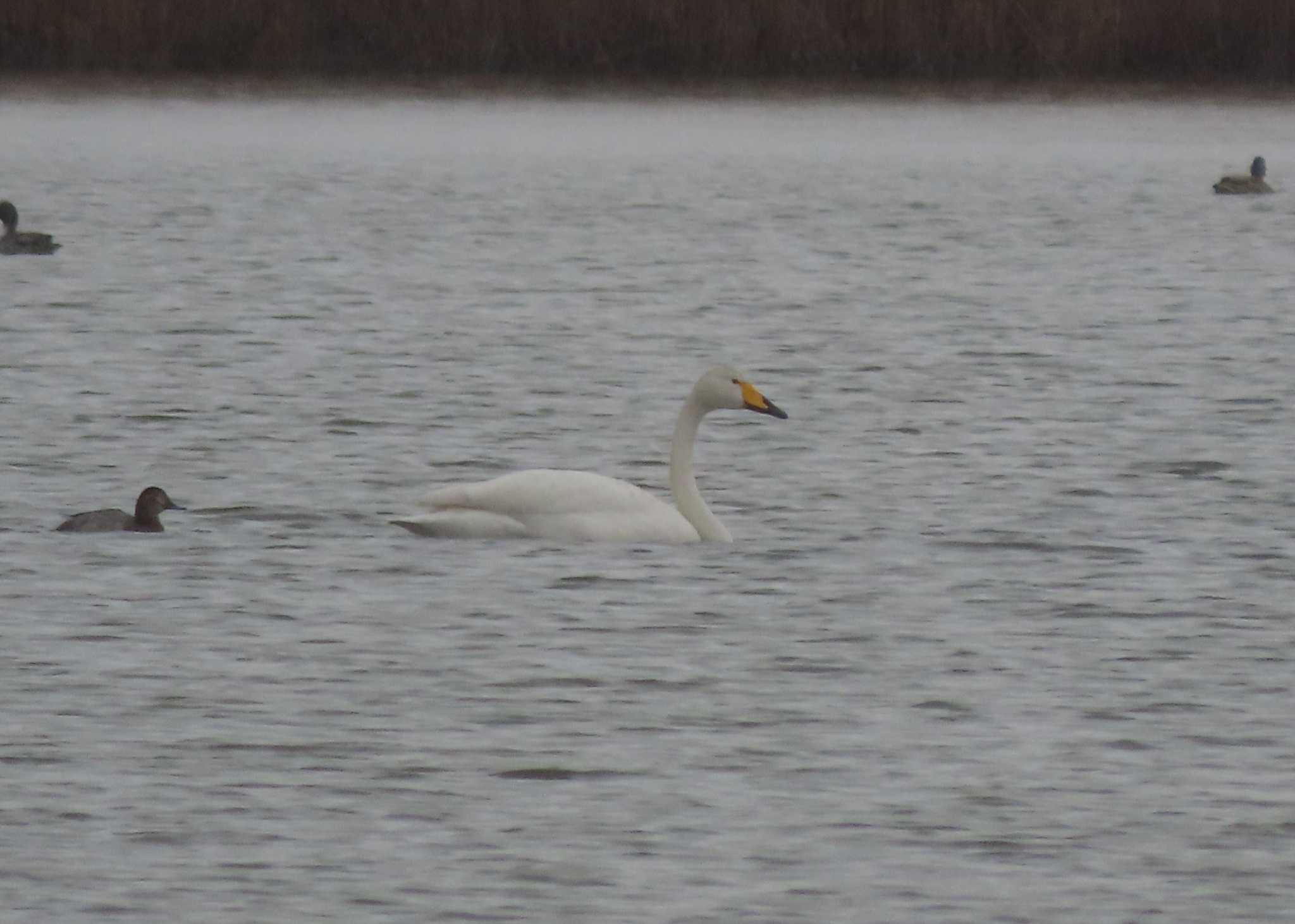 Whooper Swan