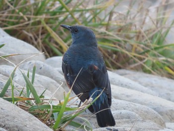 Blue Rock Thrush 日野川河口(鳥取県) Tue, 1/4/2022