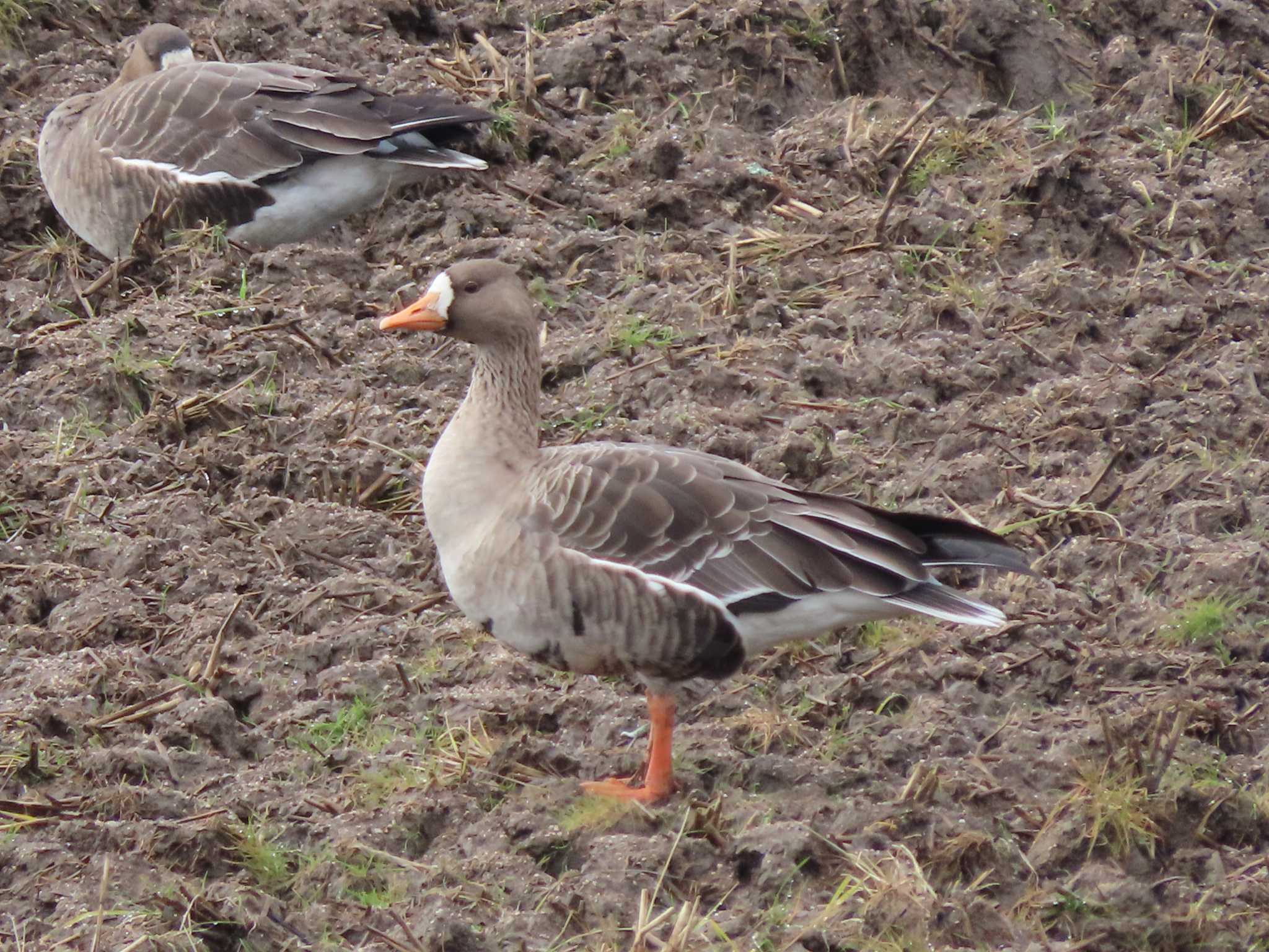 Greater White-fronted Goose