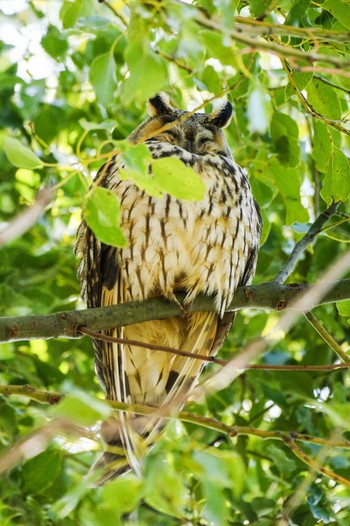 Long-eared Owl 中里公園(寒川町) Wed, 2/16/2022