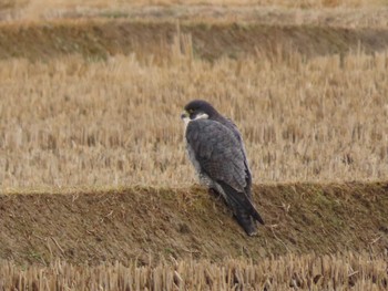 Peregrine Falcon 斐伊川河口 Wed, 1/5/2022