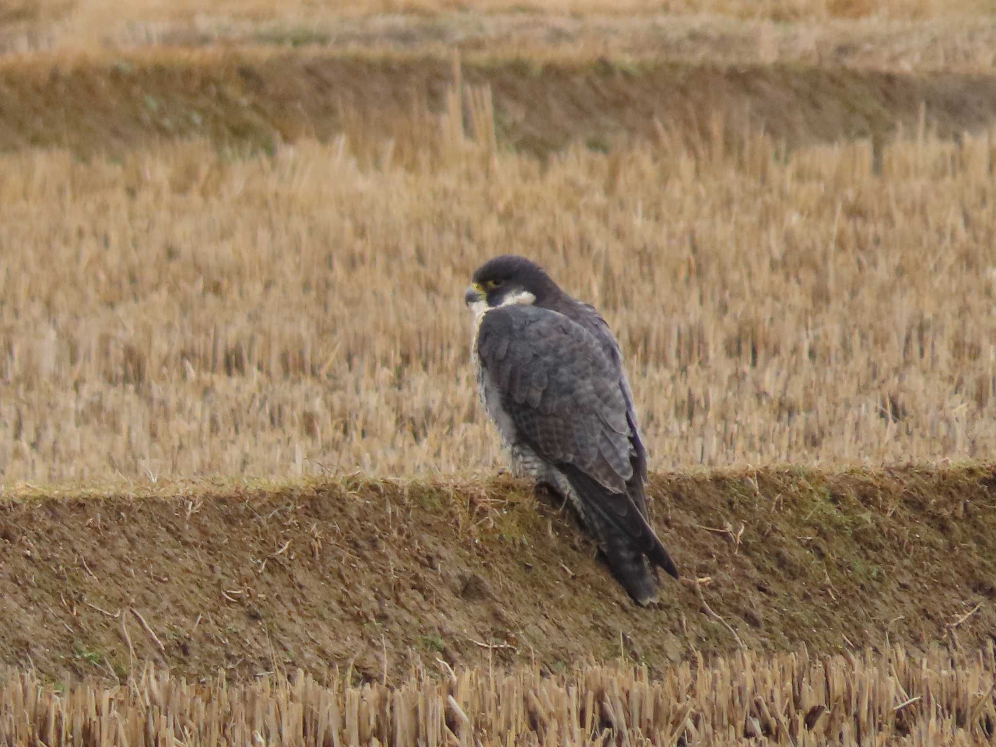 Photo of Peregrine Falcon at 斐伊川河口 by みそっち