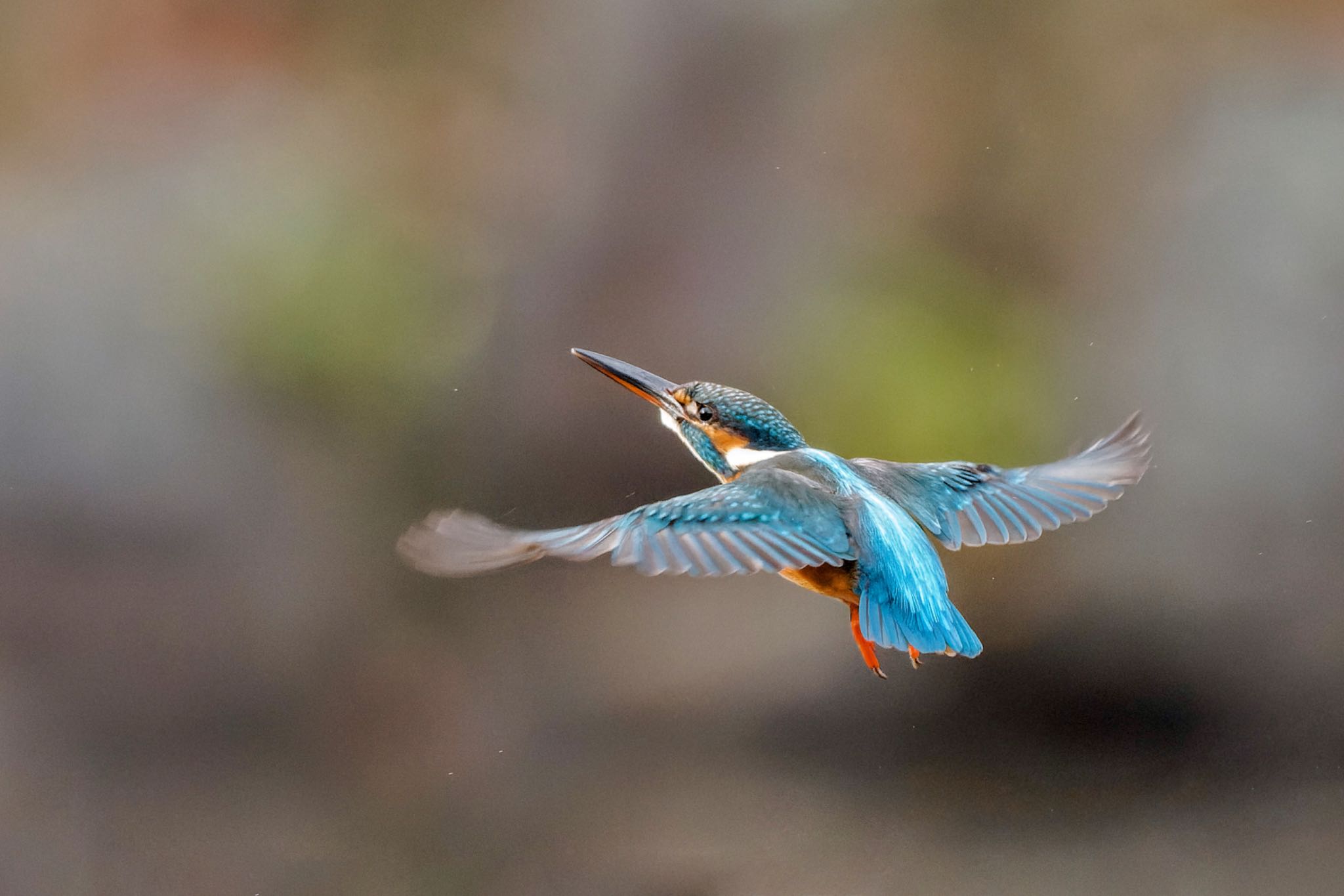 Common Kingfisher