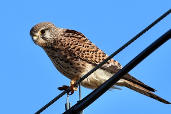 Common Kestrel Nabeta Reclaimed land Thu, 12/21/2023