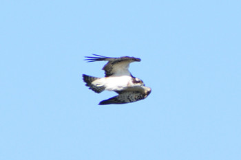 2018年10月21日(日) 多摩川二ヶ領宿河原堰の野鳥観察記録