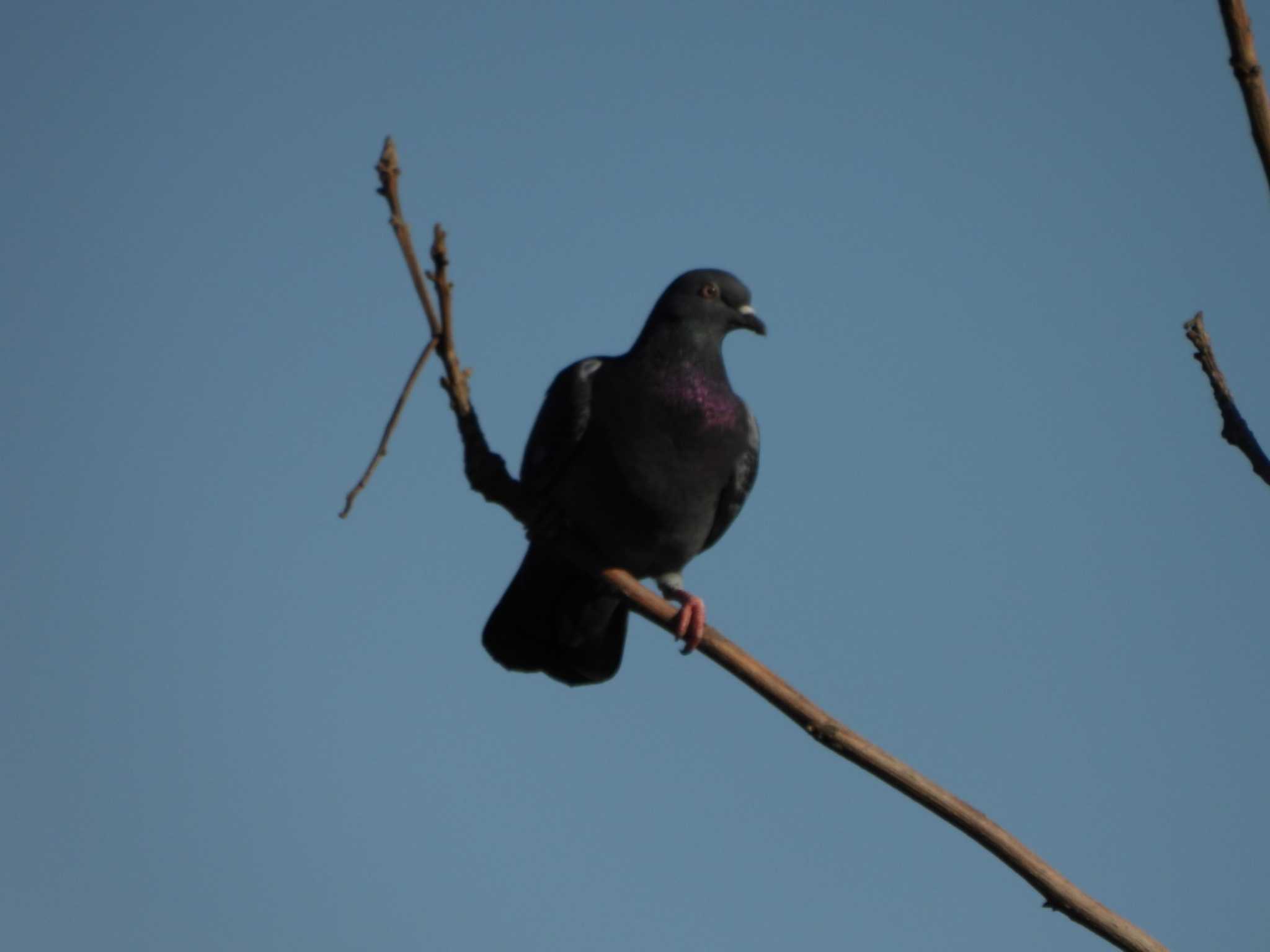 Photo of Rock Dove at 多摩川(多摩川大橋付近) by ミサゴ好き🐦