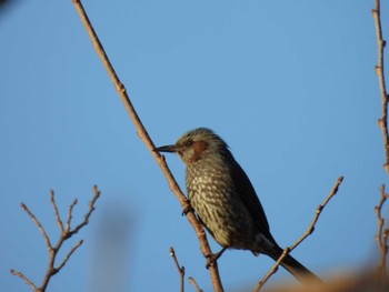 Thu, 12/21/2023 Birding report at 多摩川(多摩川大橋付近)