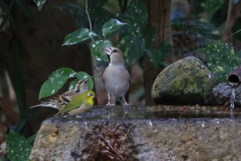 Hawfinch Kyoto Gyoen Thu, 12/21/2023