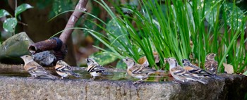 Brambling Kyoto Gyoen Thu, 12/21/2023