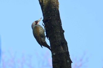 Japanese Green Woodpecker 兵庫県神戸市 Mon, 12/11/2023