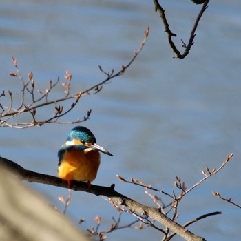 カワセミ 朝日山公園 2023年12月21日(木)