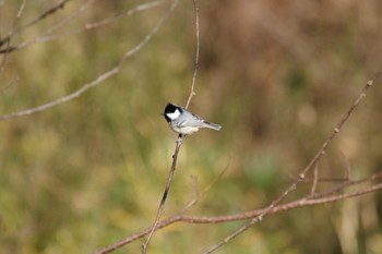 ヒガラ 朝日山公園 2023年12月21日(木)