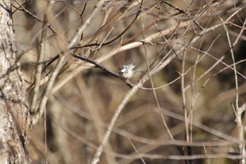 ヒガラ 朝日山公園 2023年12月21日(木)