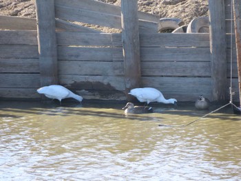 クロツラヘラサギ 伊佐沼 2023年12月13日(水)