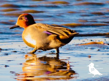 Eurasian Teal Isanuma Sun, 12/17/2023