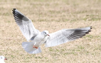 Black-headed Gull 六郷橋緑地 Wed, 12/20/2023