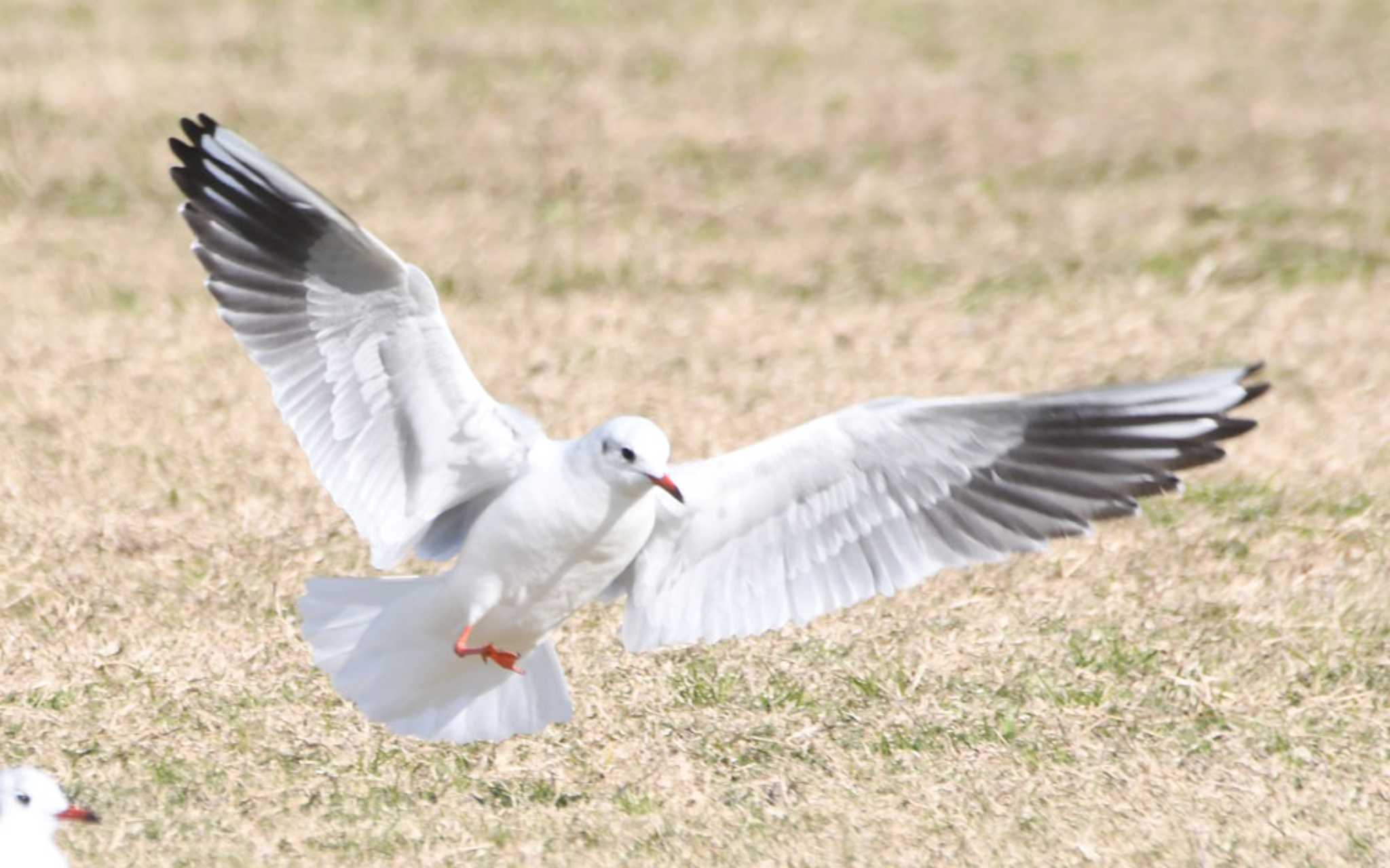 Photo of Black-headed Gull at 六郷橋緑地 by TOM57