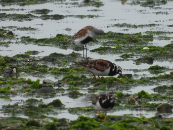 Ruddy Turnstone 荒尾干潟 Sun, 4/30/2023