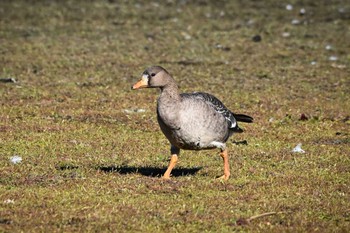 Greater White-fronted Goose 多々良沼公園 Thu, 12/21/2023