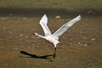 オオハクチョウ 多々良沼公園 2023年12月21日(木)