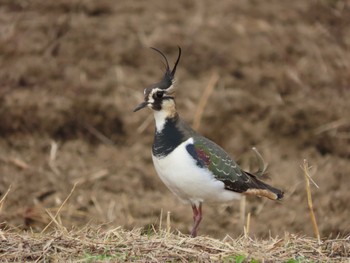 2022年1月5日(水) 斐伊川河口の野鳥観察記録