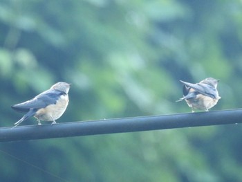 Red-rumped Swallow 名張市 Fri, 7/28/2023