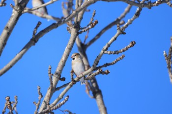 Thu, 12/21/2023 Birding report at 東の里遊水池(長沼町)