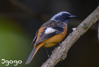 Daurian Redstart 東京都立桜ヶ丘公園(聖蹟桜ヶ丘) Fri, 12/1/2023