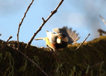 2023年12月21日(木) 片倉城址の野鳥観察記録