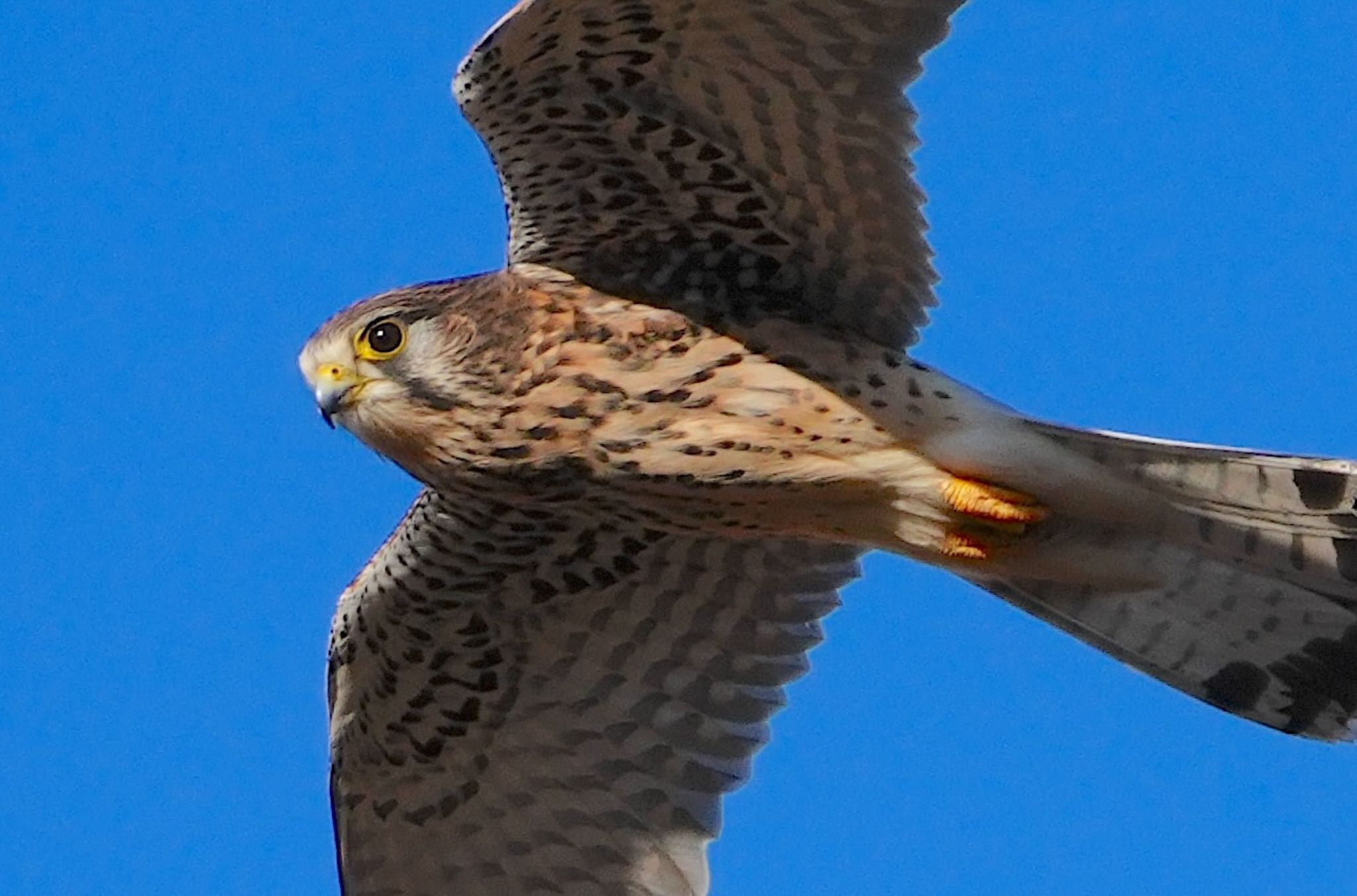 Common Kestrel