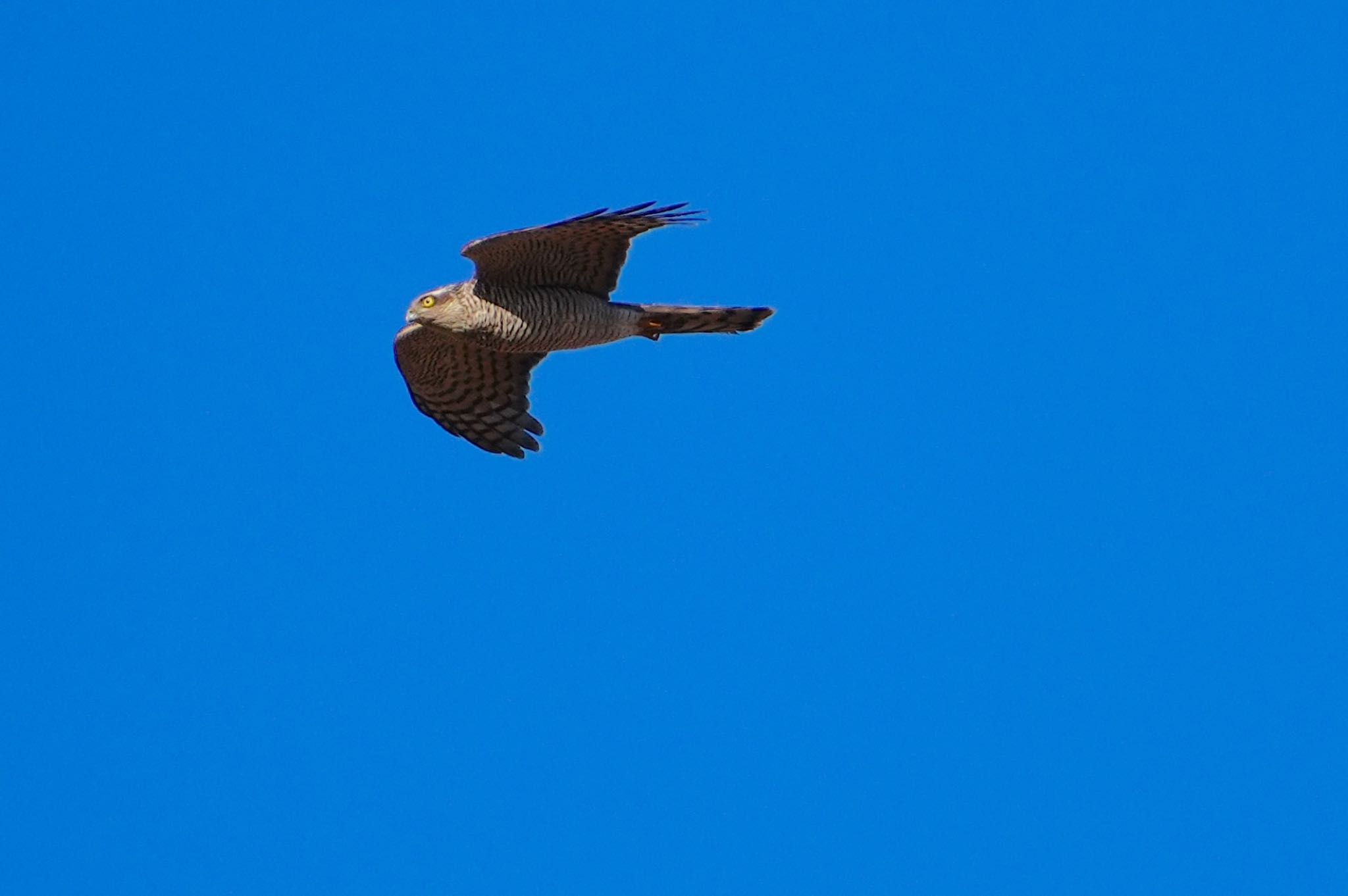 Eurasian Sparrowhawk