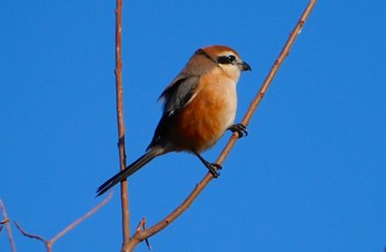 2023年12月21日(木) 恩智川治水緑地の野鳥観察記録