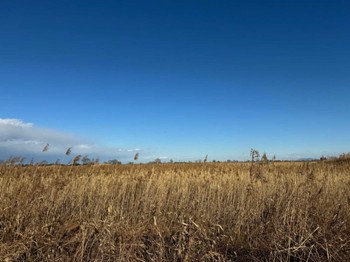 Thu, 12/21/2023 Birding report at Watarase Yusuichi (Wetland)