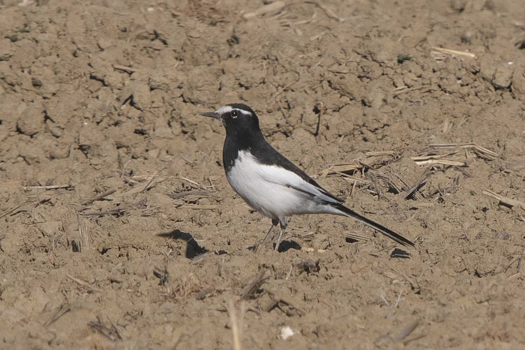 Japanese Wagtail