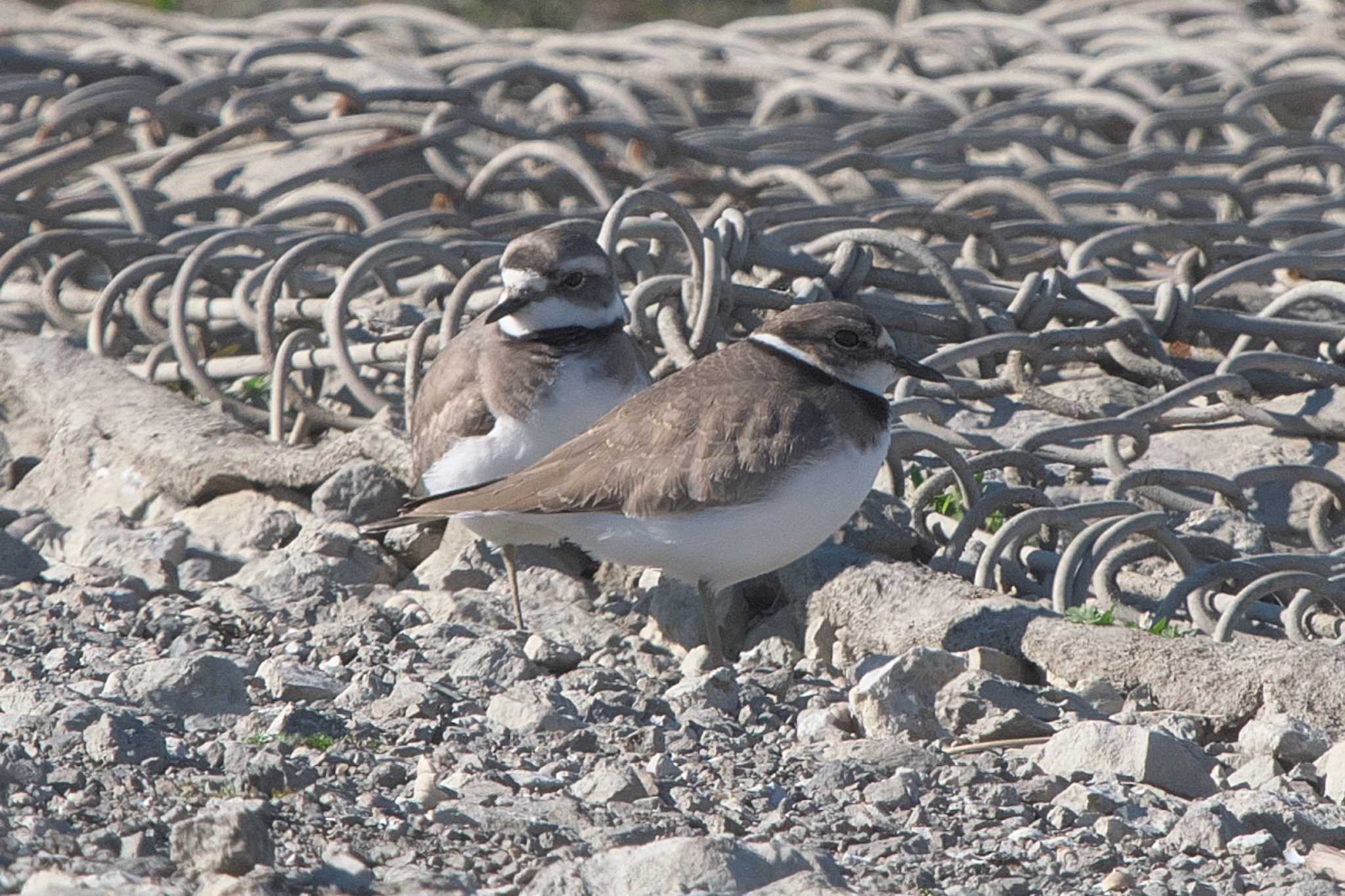 Photo of Long-billed Plover at Isanuma by Y. Watanabe
