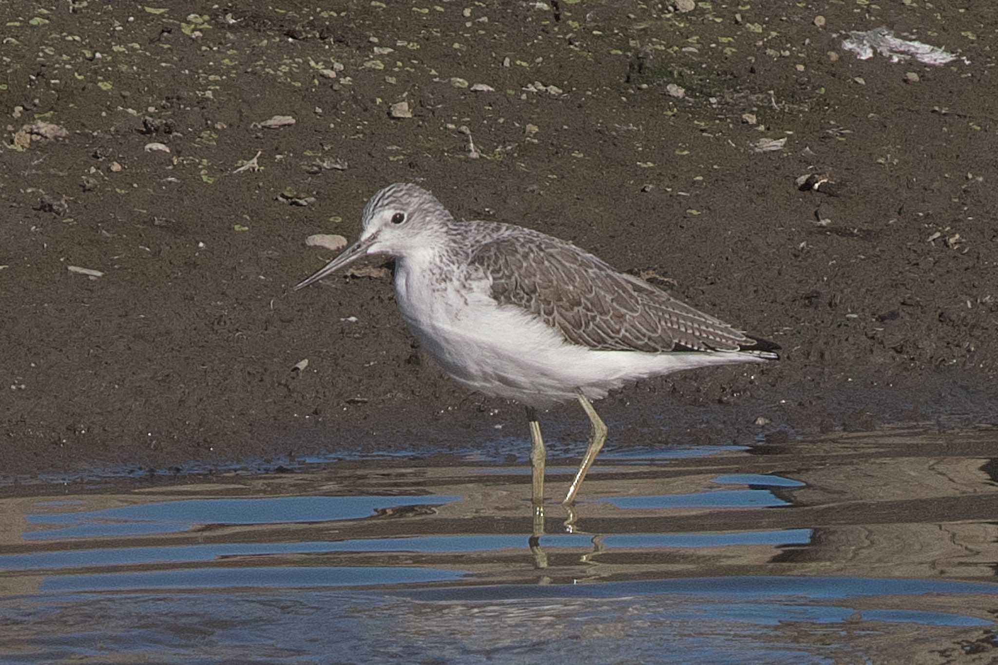 Photo of Common Greenshank at Isanuma by Y. Watanabe