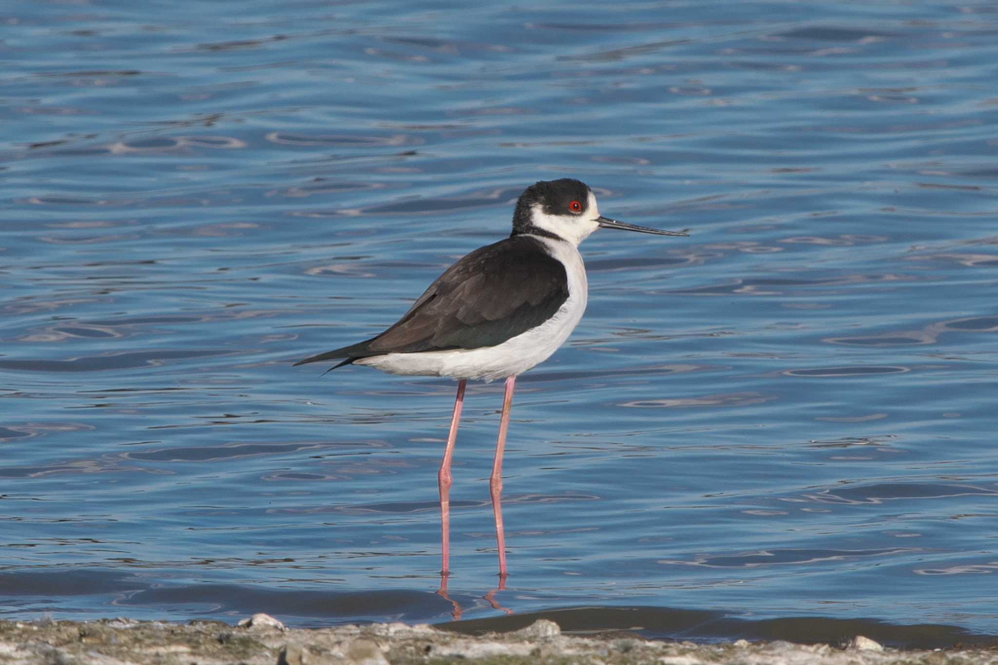 Photo of Black-winged Stilt at Isanuma by Y. Watanabe